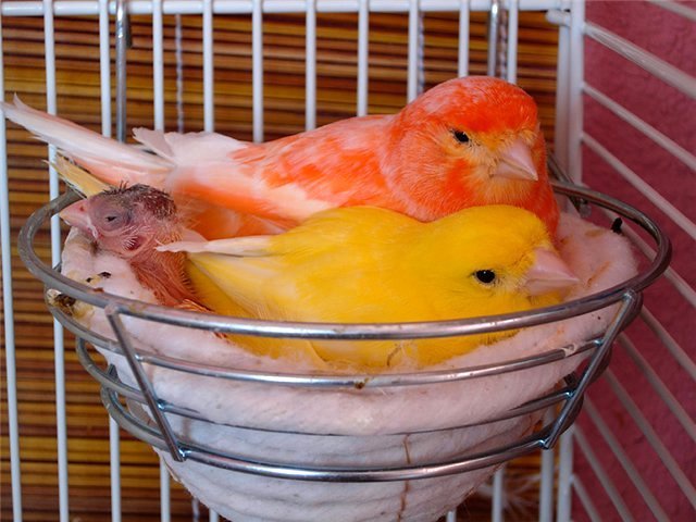 Содержание канареек и уход за ними в Кинешме