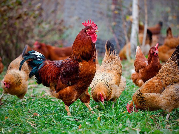 Породы куриц | ЗооТом - продажа, вязка и услуги для животных в Кинешме