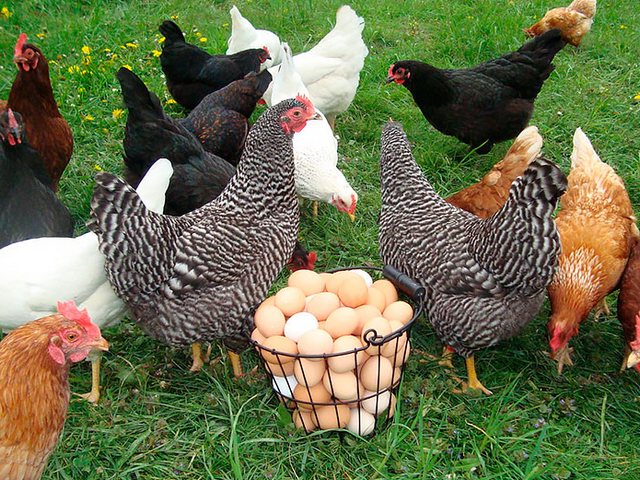 Содержание кур и уход за ними | ЗооТом - продажа, вязка и услуги для животных в Кинешме