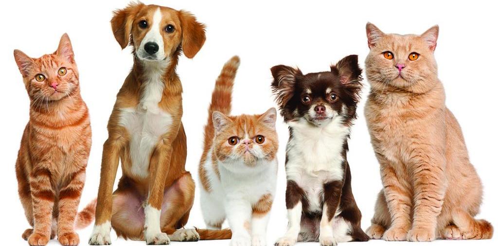 Доска объявлений о животных | ЗооТом - продажа, вязка и услуги для животных в Кинешме