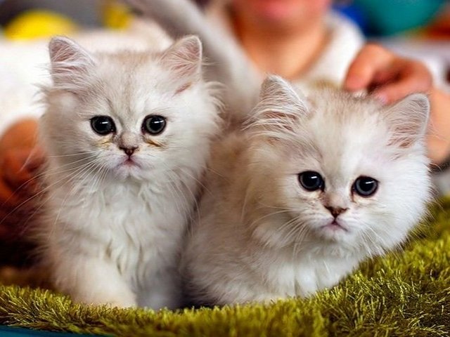 Породы кошек в Кинешме | ЗооТом портал о животных