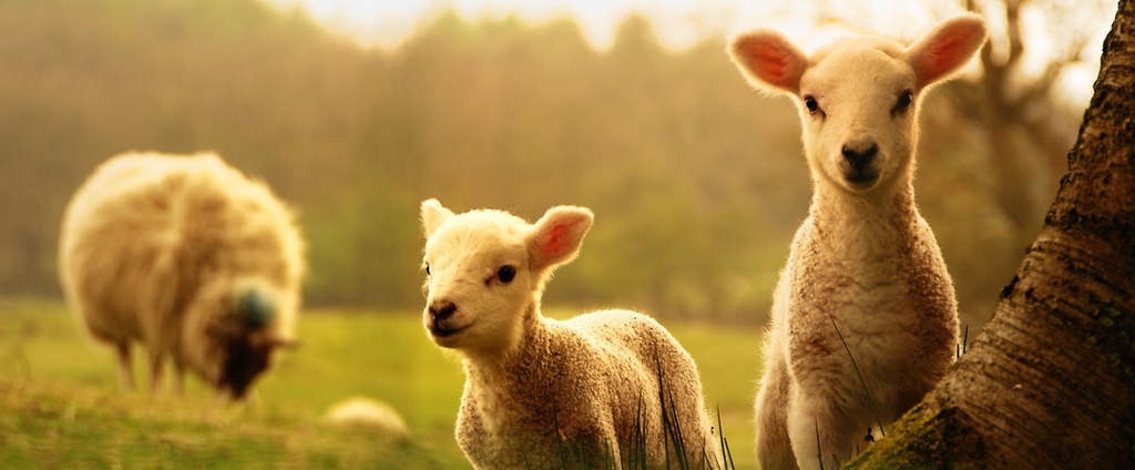 Объявления о сельскохозяйственных животных | ЗооТом - продажа, вязка и услуги для животных в Кинешме