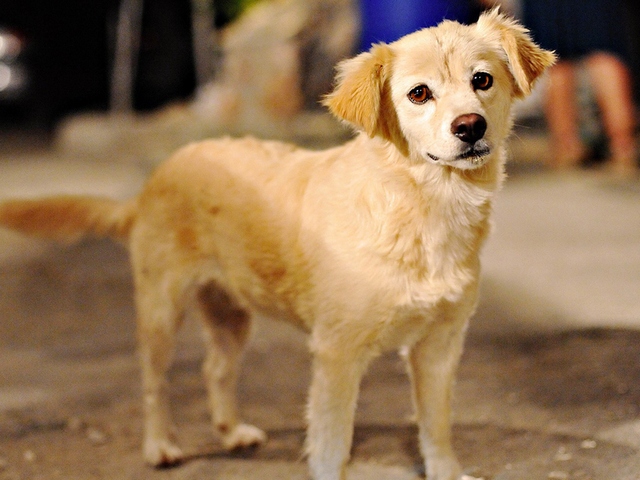 Породы собак в Кинешме | ЗооТом портал о животных