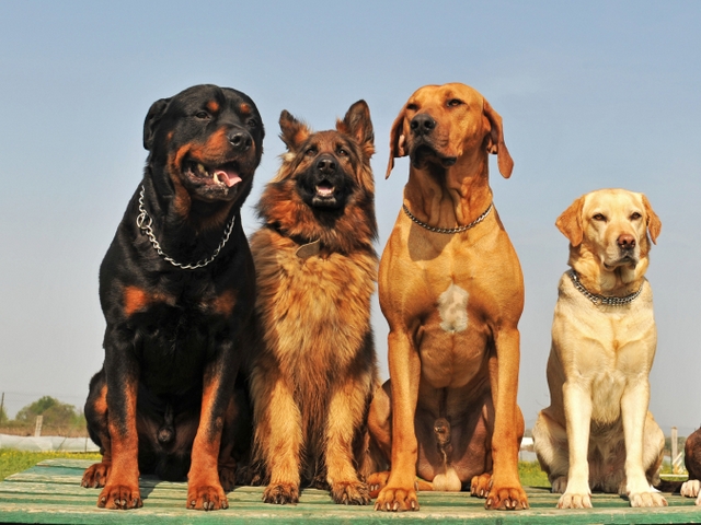 Крупные породы собак в Кинешме | ЗооТом портал о животных
