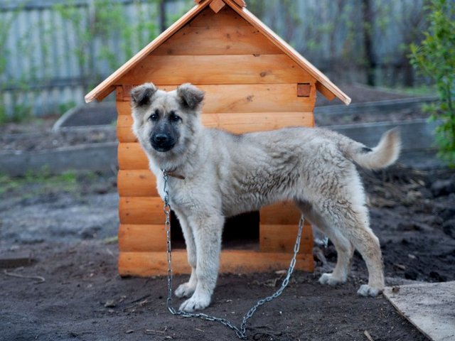 Все о собаках в Кинешме